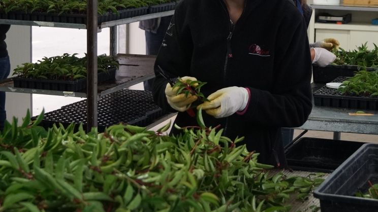 Dem Gartenbau fehlen die Fachkräfte. Bild: GABOT.