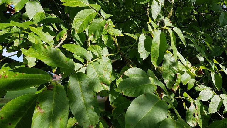 Praxis-Fachtagung zum Walnussanbau. Bild: GABOT.