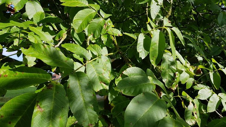 Walnussbäume tragen erst nach 10 bis 20 Jahren Früchte. Bild: GABOT. Walnussbäume tragen erst nach 10 bis 20 Jahren Früchte. Bild: GABOT.