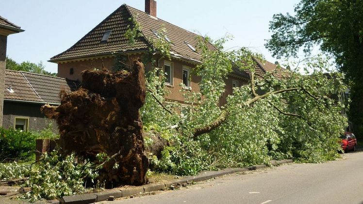 Ein trauriges Bild, das in vielen Städten fast schon Alltag ist: Bäume, deren Wurzeln Im Zuge von Tiefbaumaßnahmen beschädigt wurden, stürzen bei Stürmen haltlos um. Abhilfe schafft eine professionelle baubegleitende Baumpflege. Wie eine solche in Städten und Kommunen etabliert werden kann, soll bald ein FLL-Fachbericht praxisnah erläutern. Bild: QBB.