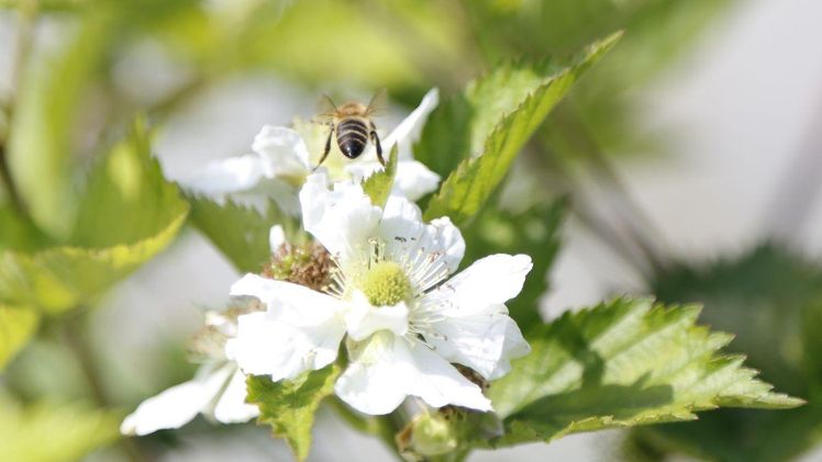Bienen sorgen mit dem Bestäuben von Pflanzen dafür, dass Lebensmittel produziert werden können. Bild: ji. 