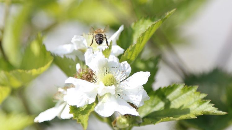 Bienen sorgen mit dem Bestäuben von Pflanzen dafür, dass Lebensmittel produziert werden können. Bild: ji. 