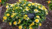 GEM COMPACT YELLOW TOPAZ. Bild: © RHS / Nicola Stocken. 