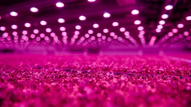 Die vertikale Farm ist voll automatisiert und mit der neuesten LED-Beleuchtungstechnologie für den Anbau in Innenräumen ausgestattet. Bild: Signify.
