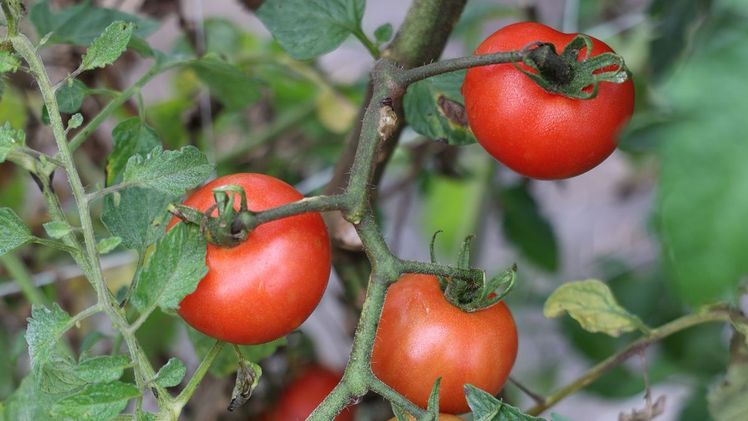 Open Sky® Tombonne®. Bild: Lubera.