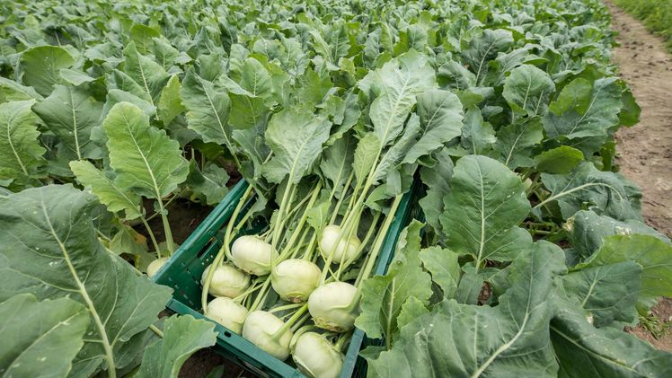 Seit dieser Woche können die Kundinnen und Kunden Blumenkohl, Brokkoli, Eisbergsalat und Kohlrabi aus diesem Anbauverfahren erwerben und gleichzeitig aktiv etwas für den Gewässerschutz tun. Bild: Ehrecke/Landwirtschaftskammer Niedersachsen.