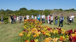 Schloss_Dennenlohe - Lilien Samen - Maschinelle Pflanzung. Bild: Verver Export.