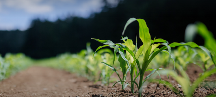 Der Österreichische Hagelversicherung veranstaltet ein Hagel-Webinar am 20 Januar. Bild: Österreichische Hagelversicherung.