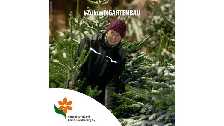 Weihnachtsbaum-Saisoneröffnung in Berlin-Brandenburg mit dem Regierenden Bürgermeister von Berlin. Bild: Gartenbauverband Berlin-Brandenburg.