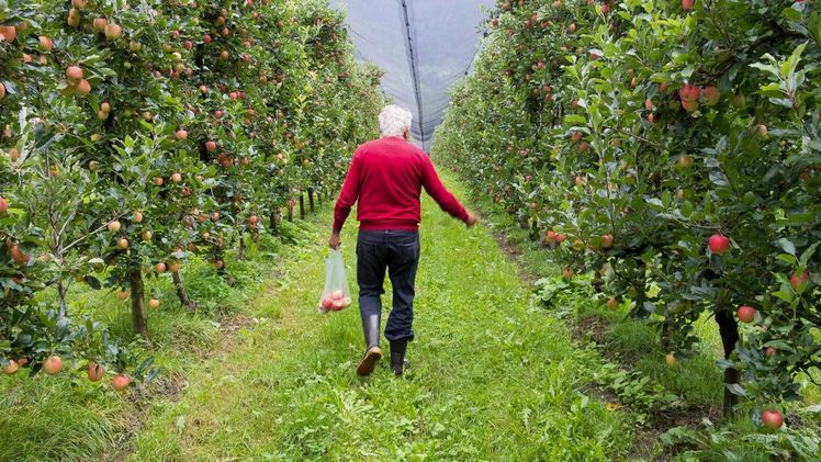 REWE International AG und GLOBAL 2000 veröffentlichen jährlichen Pestizid-Bericht. Bild: GLOBAL 2000.