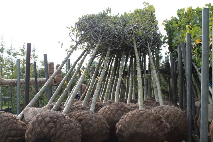 Baumpflanzaktion zum Tag des Baumes in Mecklenburg-Vorpommern. Bild: GABOT.