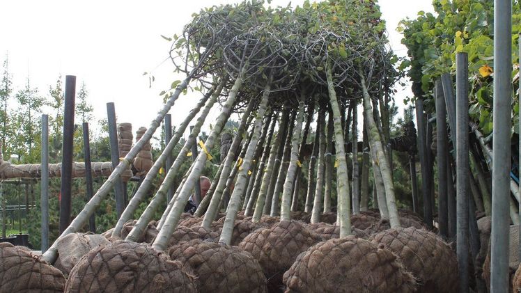 Überarbeitung der Empfehlungen für Baumpflanzungen. Bild: GABOT.