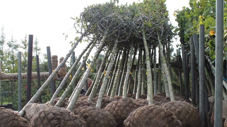 Bereits im Jahr 2018 hatte der BdB in Kooperation mit einer internen Arbeitsgruppe der Deutschen Bahn eine Gehölzliste erstellt. Bild: GABOT.