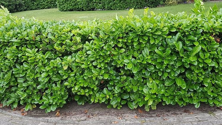 Kirschlorbeer ist einfach zu schneiden und relativ winterhart. Bild: GABOT.