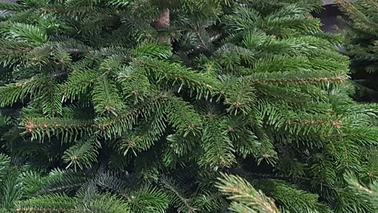 Weihnachtsbäume zum Selberschlagen könnten knapp werden. Bild: GABOT.
