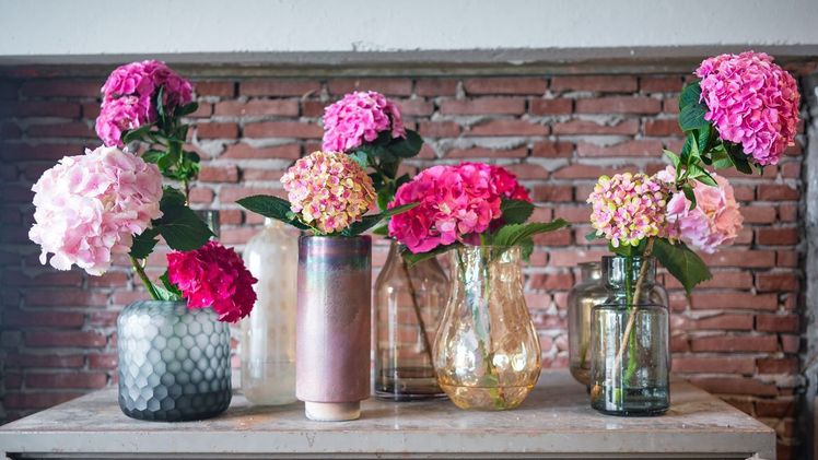 Rosarote Hortensien in verschiedenen Vasen / Für echtes Sommer-Feeling: die Hortensie als Schnittblume. Bild: "obs/Blumenbüro/Hydrangeaworld".