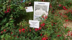 Saak: Karl-Heinz Saak präsentiert winterharte Fuchsien. Damit werden diese südamerikanischen Schönheiten auch für Gartenliebhaber attraktiv, die keine Überwinterungsmöglichkeit haben. 