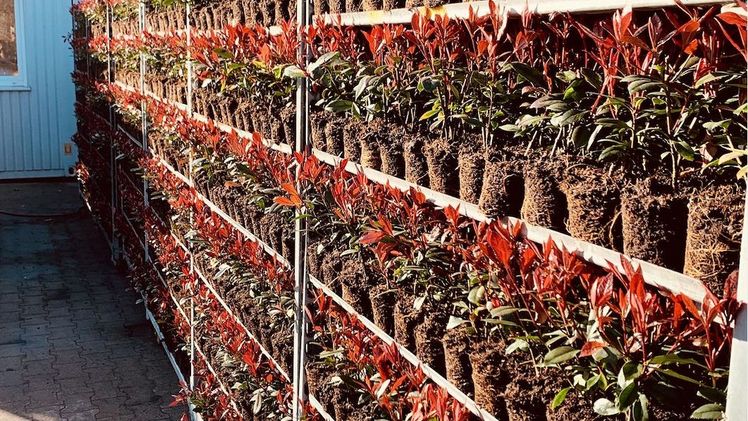 Während des Jahres präsentiert sich 'Devil's Dream' mehrmals in einem anderen Kleid. Bild: Behrens Jungpflanzen.