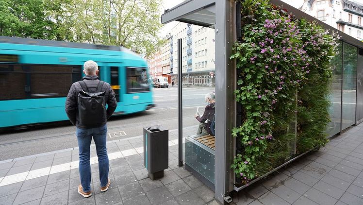 Die Begrünung der Frankfurter Haltestelle Börneplatz ist nicht irgendwo über den Köpfen der Menschen, sondern direkt im Blickfeld und damit tatsächlich hautnah erfahrbar. Bild: Helix.