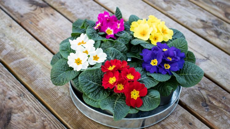 Dania sorgt für frischen Wind im Sortiment von Primeln. Bild: Schneider BV.