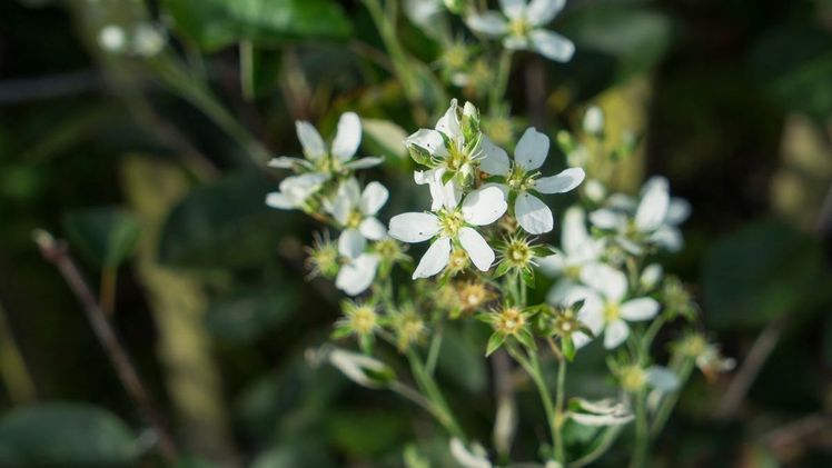 Ab Mai präsentiert sich Saskatoon Berry mit attraktiven weißen Blüten. Bild: Saskatoon Berry.