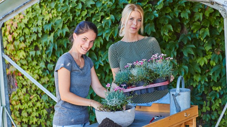 Farbenfrohe Dauerblüher: Nelken für Balkon und Garten sind attraktiv und anspruchslos. Im Trend liegen kompakte Sorten mit Blüten von Rosa bis Pink. Bild: GMH.
