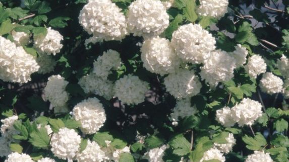 Prächtige weiße Blütenrispen ziehen Insekten und Blicke an: Schneebälle sind beliebte Ziersträucher für den Garten. Am bekanntesten ist der bei uns heimische Gewöhnliche Schneeball (Viburnum opulus). Bild: GMH/GBV.