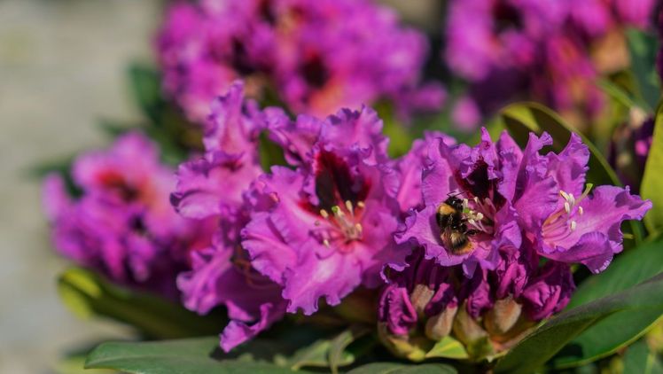Nahezu die gesamte Farbpalette der Rhododendron-Welt werden von den Easydendron®-Sorten abgedeckt. Bild: INKARHO.