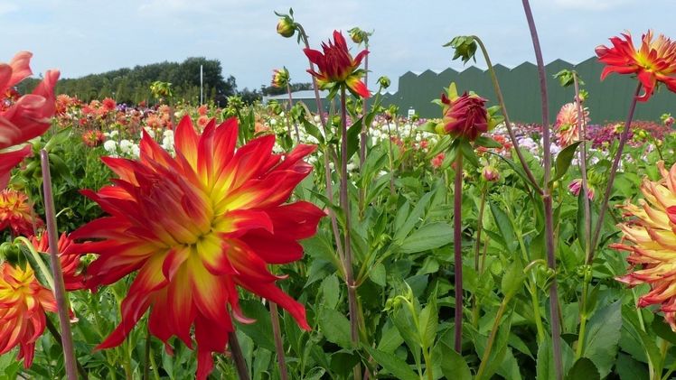 Das Holland Dahlia Event findet in diesem Jahr von Mittwoch, 7. bis Freitag, 9. September 2022 statt. Bild: Holland Dahlia Event.