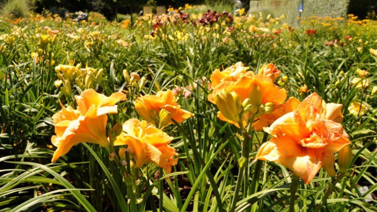 Im Taglilienrondell im Park der Gärten können die Gäste die ganze Blütenpracht der Pflanze bewundern.“ Foto: Park der Gärten.
