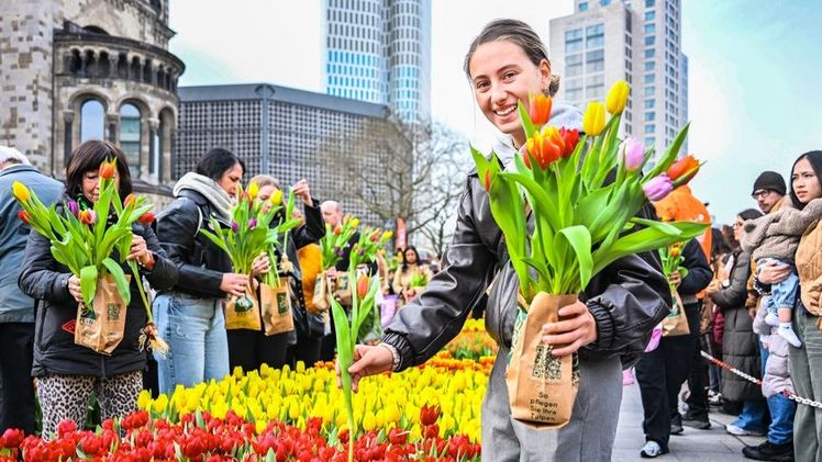 Ein eintägiger Pop-Up-Garten bot in Berlin auf dem Breitscheidplatz 50.000 Tulpen kostenlos zum Bestaunen und Selberpflücken an. Bild: GPP/TPN. 