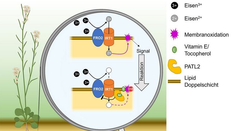 Vorgeschlagenes Arbeitsmodell: Durch die Verbindung von PATELLIN2 und IRT1 trägt Vitamin E (Tocopherol) während der Eisenaufnahme in der Wurzel von Arabidopsis thaliana zu verringertem oxidativem Membranstress bei. Bild: HHU / Jannik Hornbergs.