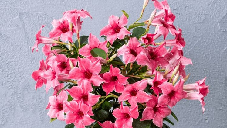 Sundaville® Flamingo Pink ist seit 2021 neu auf dem Markt. Bild: Sundaville.