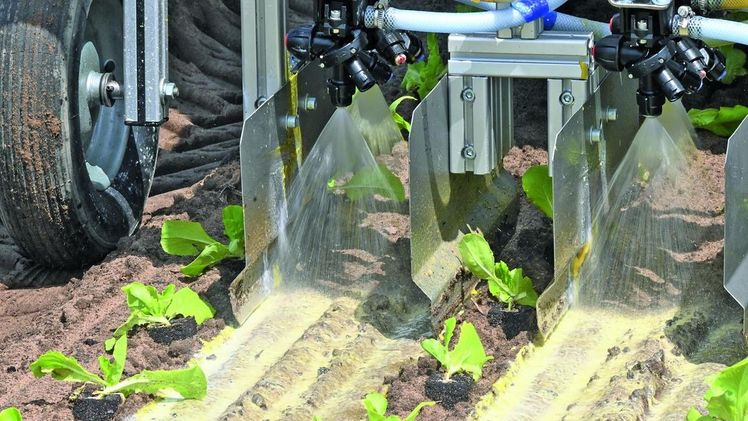 Aufspritzbarer Mulch – hier in Salat – baut sich im Boden schneller ab, ohne Plastikfetzen zu hinterlassen. Bild: TFZ Dr. Edgar Remmele.