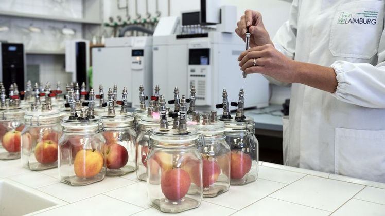 Forschung zur Lagerung und Nacherntebiologie im Versuchslagerhaus des Versuchszentrums Laimburg in Pfatten. Bild: © Laimburg Research Centre/ivo corrá.
