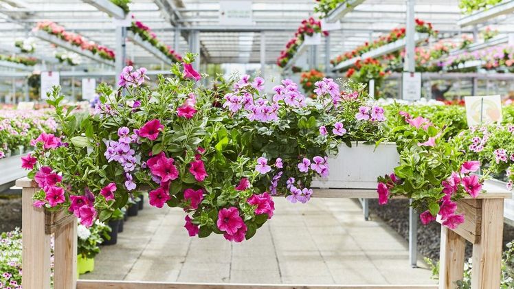 Nachhaltig produziert, blühfreudig und langlebig sollte die Sommerbepflanzung sein. Beste Qualität und kompetente Ansprechpartner bieten hier die Verkaufs-Gärtnereien. Bild: GMH/BVE.