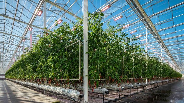 Miljøgartneriet unternimmt die ersten Schritte für Tomaten- und Paprikaerzeugung unter LED-Licht. Bild: Signify.