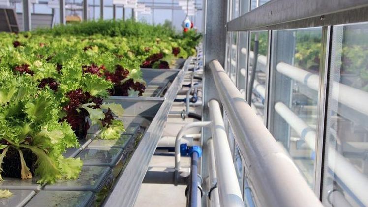 Auf dem Ebbe-Flut-Tisch werden Pflanzen zeitgesteuert mit Wasser und Nährstoffen versorgt. Bild: Fraunhofer UMSICHT.