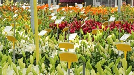 Dreizehn Teilnehmer aus dem ganzen Land starten gleichzeitig ihre Teilnahme an den Dutch Lily Days. Bild: Dutch Lily Days.