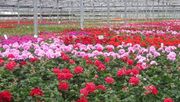 Wer durch die Gewächshäuser geht, sieht mehr als Pflanzen. Bild: Pelargonium for Europe/Venneker Gartenbau.