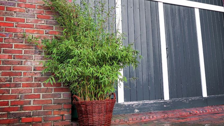 Helmers Neuheit Fargesia Malachite Monkeys vereint lansgsamen Wuchs mit Vitalität und Standorttoleranz. Bild: Helmers.