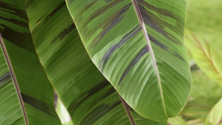 Die Banane Musa sikkimensis Ever Red beeindruckt mit ihrer besonderen Blattzeichnung und trotzt dem Klimawandel. Bild: Plantipp.