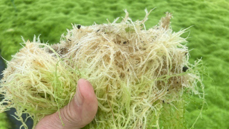 Sphaxx® eignet sich hervorragend für die Vermehrung von Epiphyten, wobei der Schwerpunkt derzeit auf der Anwendung bei Phalaenopsis und Bromelien liegt. Bild: Klasmann-Deilmann.