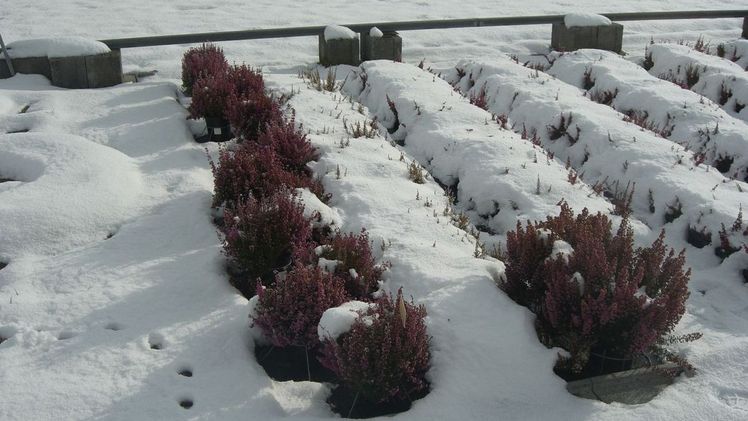 Die neuen Heidi‘s® zeigen eine deutlich verbesserte Kältetoleranz. Bild: Hiedl.