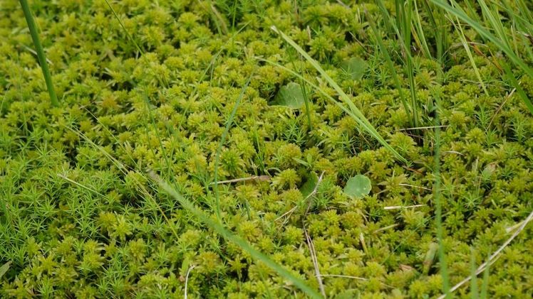 Torfmoos-Kulturen. Bild: GABOT. Torfmoos-Kulturen. Bild: GABOT.