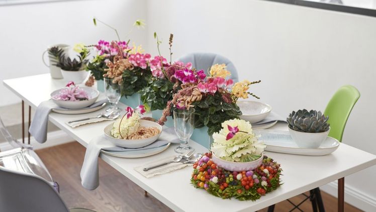 Mit seinen knalligen, zweifarbigen Blüten ist das üppig blühende Cyclamen ein überraschend trendiger Blickfang, mit dem sich traumhaft schöne, moderne Adventsdekorationen gestalten lassen. Bild: Morel Cyclamen.