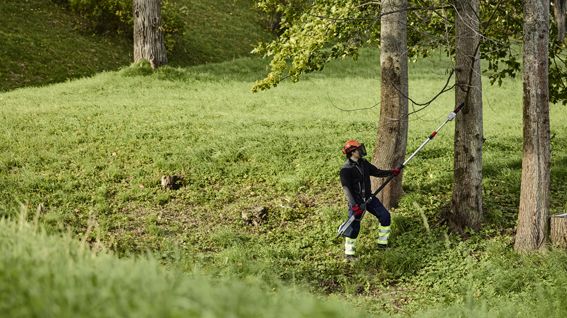 Kraftvoll hoch am Ast sägen mit dem 82V Akku-Hochentaster. Bild: Cramer.