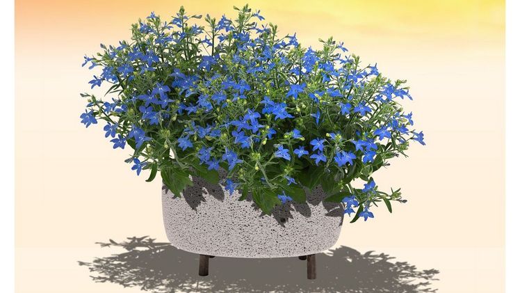 Africo® ist eine Weiterentwicklung klassischer Lobelien, in der gegen Hitzestress tolerante Wildarten eingekreuzt wurden. Bild: RiPlant. Africo® ist eine Weiterentwicklung klassischer Lobelien, in der gegen Hitzestress tolerante Wildarten eingekreuzt wurden. Bild: RiPlant.