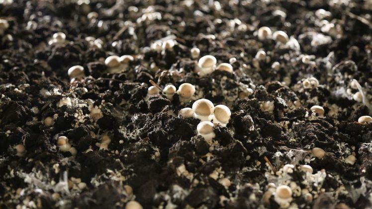 Pilze wachsen sehr schnell: Bereits sechs Tage nach Ausbringung des Substrats kann Stadler Champidistribution zum ersten Mal ernten. Bild: rh.