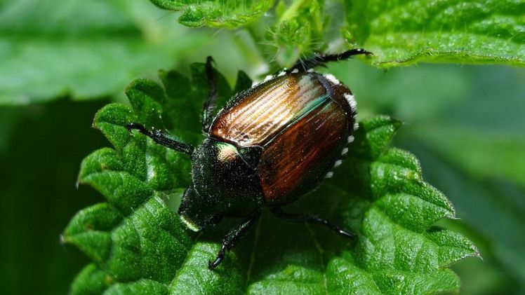 Erster Nachweis des Japankäfers in Vorarlberg. Foto: Courtesy Maurizio Pavesi Museo di Storia Naturale di Milano. 